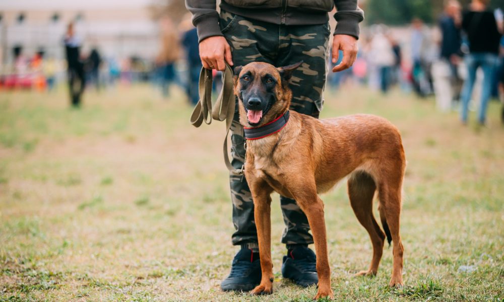 guard-dog-service-malaysia