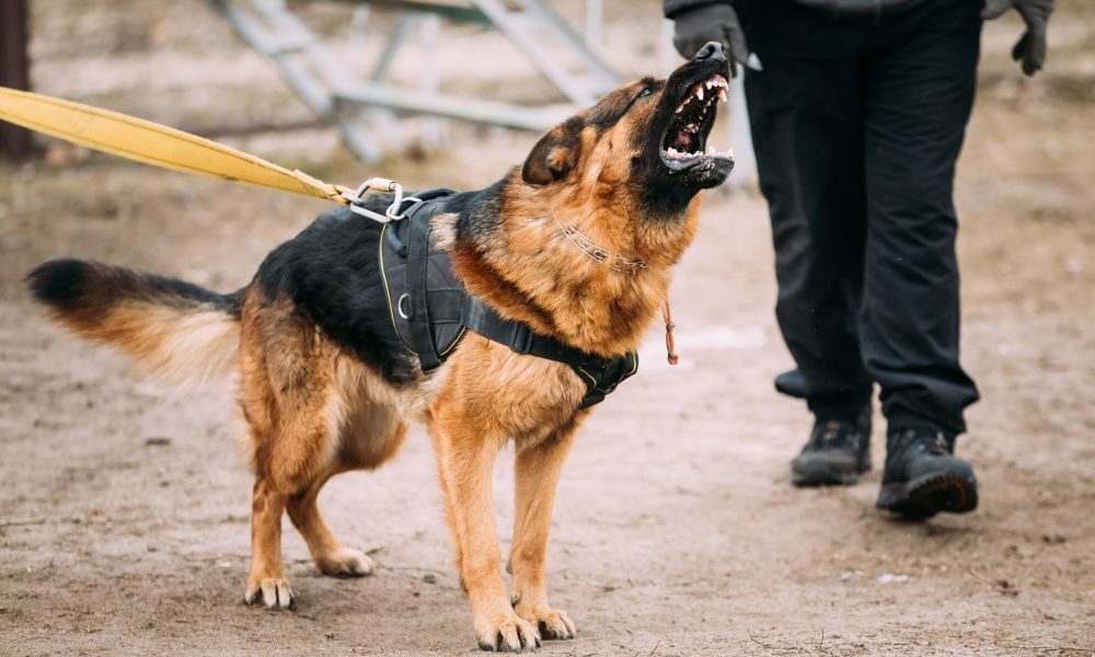 guard-dog-service-malaysia