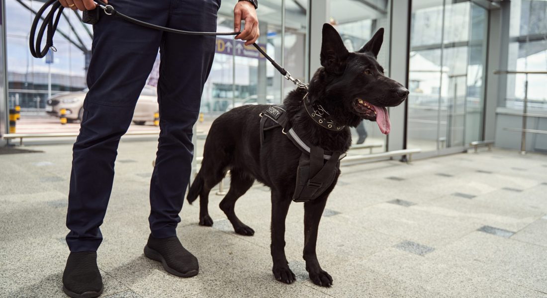 security-guard-dog-service